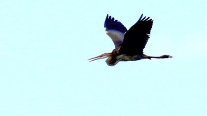 Erguvani balıkçıl