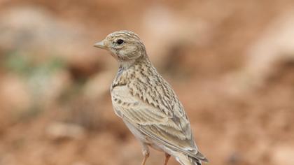 Türkistan çorak toygarı