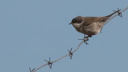Küçük akgerdanlı ötleğen