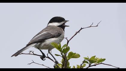 Akyanaklı baştankara