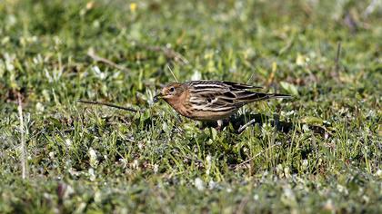 Kızılgerdanlı incirkuşu