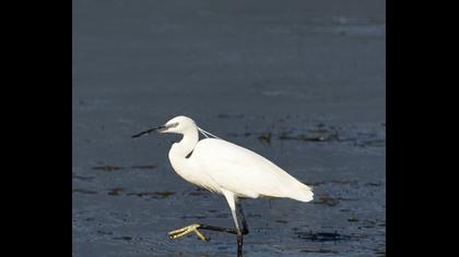 Küçük ak balıkçıl