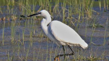 Küçük ak balıkçıl