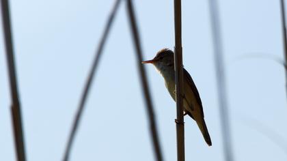 Büyük kamışçın