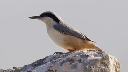 Büyük kaya sıvacısı