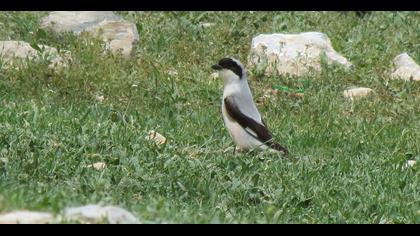 Karaalınlı örümcekkuşu