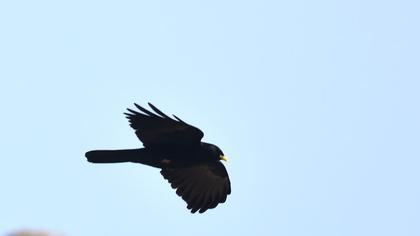 Sarıgagalı dağ kargası