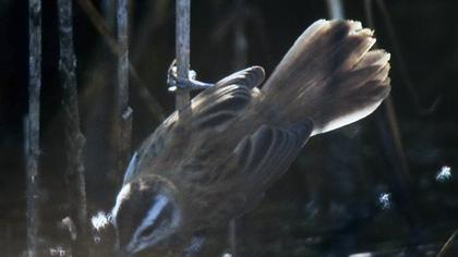 Bıyıklı kamışçın