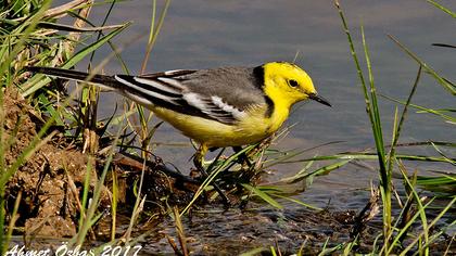 Sarıbaşlı kuyruksallayan