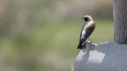 Karakulaklı kuyrukkakan