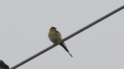 Kızıl kırlangıç