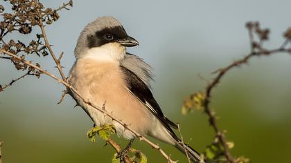 Karaalınlı örümcekkuşu