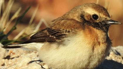 Karakulaklı kuyrukkakan