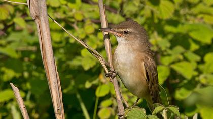 Büyük kamışçın