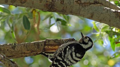 Küçük ağaçkakan