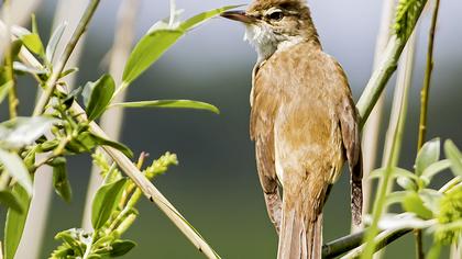 Büyük kamışçın