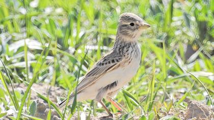 Türkistan çorak toygarı