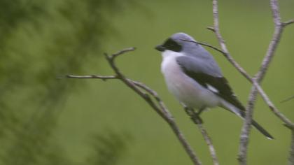 Karaalınlı örümcekkuşu