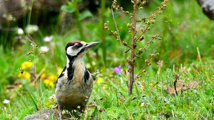 Orman alaca ağaçkakanı