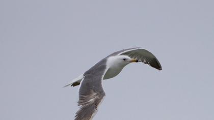 Van gölü martısı