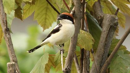 Kızılbaşlı örümcekkuşu