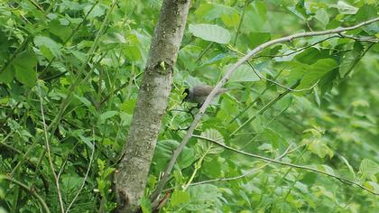 Karabaşlı ötleğen