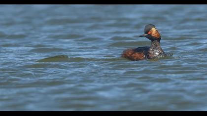 Karaboyunlu batağan
