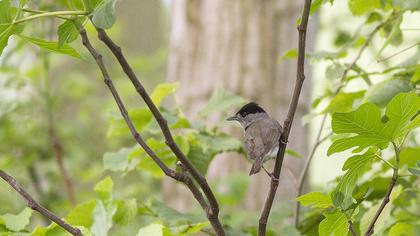 Karabaşlı ötleğen