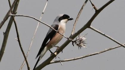 Karaalınlı örümcekkuşu