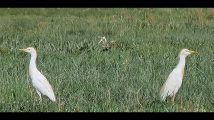 Sığır balıkçılı