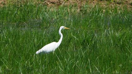 Büyük ak balıkçıl