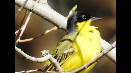 Sarı kuyruksallayan