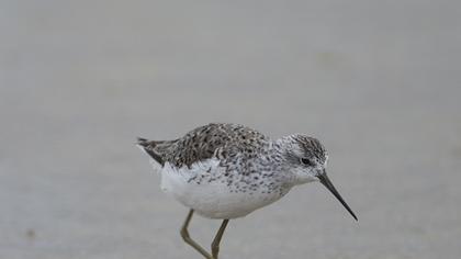 Bataklık düdükçünü