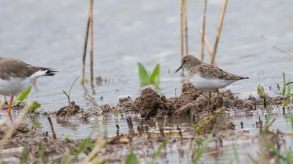 Sarıbacaklı kumkuşu
