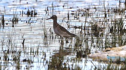 Orman düdükçünü