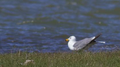 Van gölü martısı