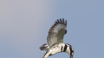 Alaca yalıçapkını