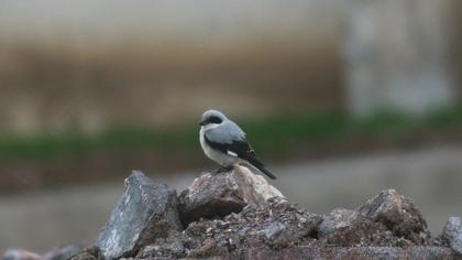 Karaalınlı örümcekkuşu