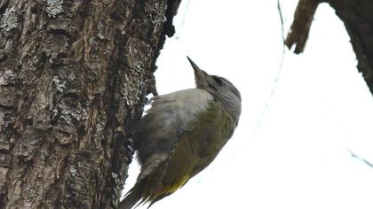 Küçük yeşil ağaçkakan