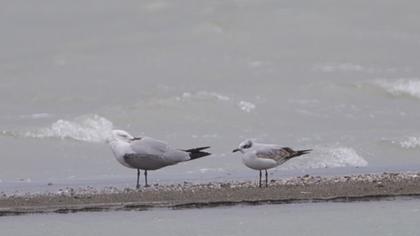 Audouin`s Gull