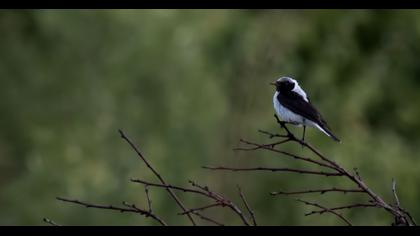 Aksırtlı kuyrukkakan