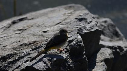 Dağ kuyruksallayanı