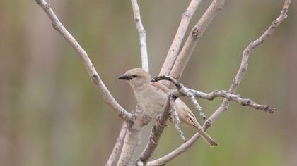 Sarıboğazlı serçe