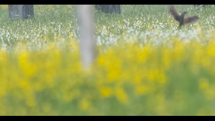 Bıldırcınkılavuzu