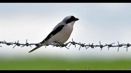 Karaalınlı örümcekkuşu