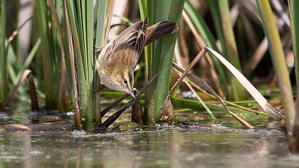 Kındıra kamışçını