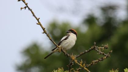 Kızılbaşlı örümcekkuşu