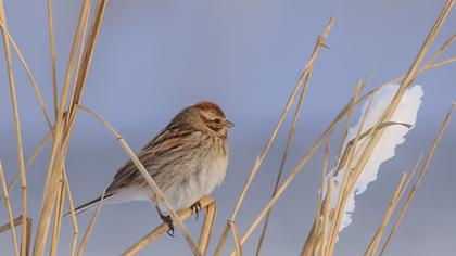 Bataklık Kirazkuşu