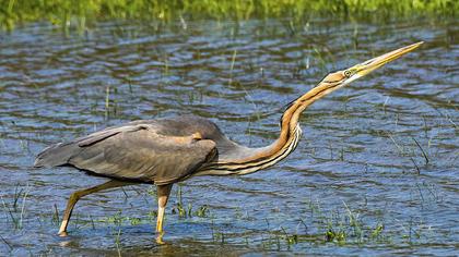 Erguvani balıkçıl