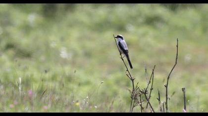 Karaalınlı örümcekkuşu